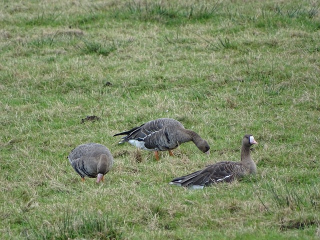都是姚明努 都是姚明努