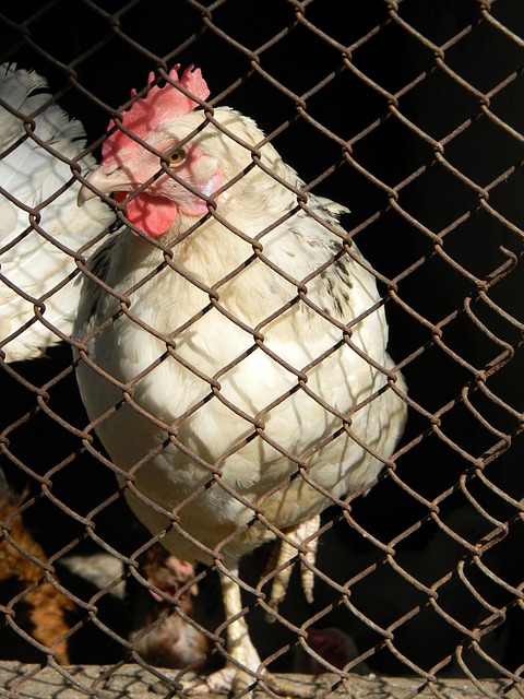 例如四川攀 例如四川攀